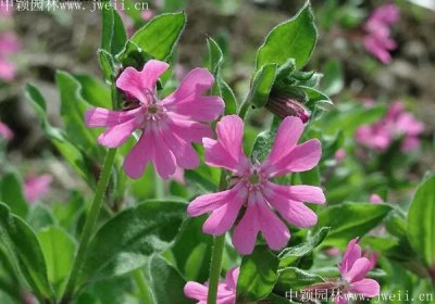 草花種子大面積播種方法