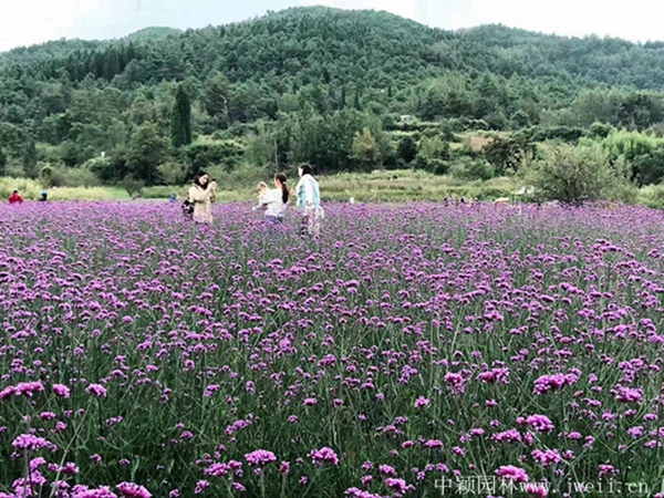 柳葉馬鞭草4_副本.jpg