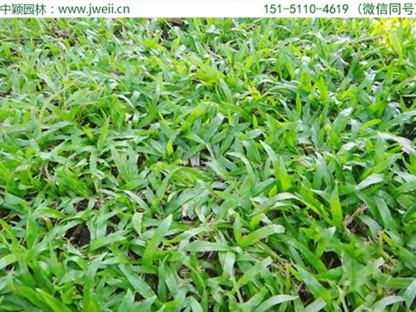 大葉油草6.jpg