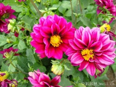 ?混播草花種子那里有買？