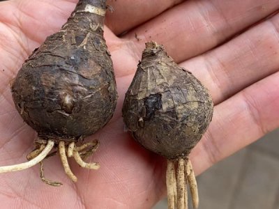 草花種子播種后怎么養護？