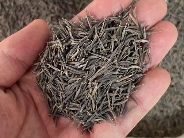 波斯菊種子.jpg