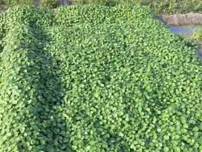 大同銅錢草開花種子