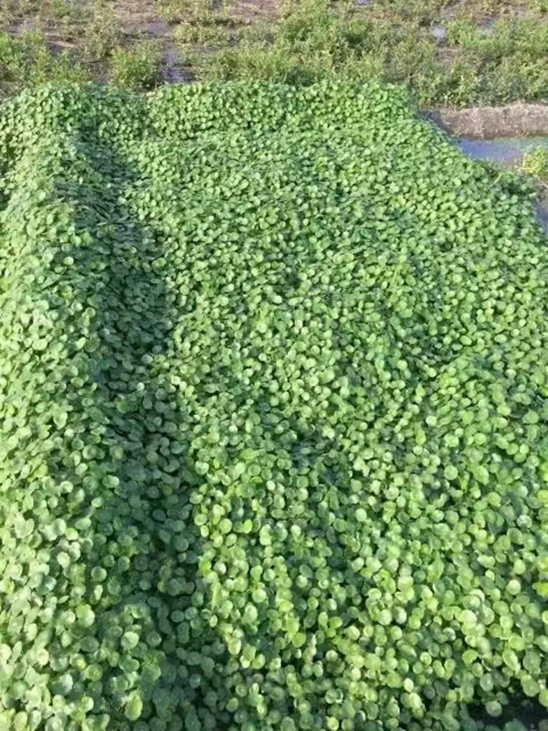 銅錢草.jpg