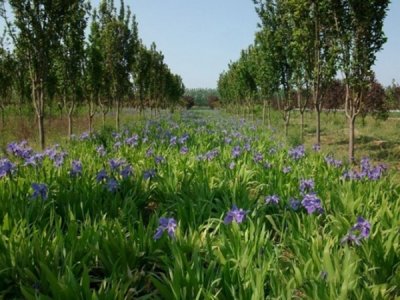 宿根草花種子怎么種？