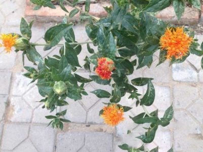 紅花種子哪里有賣？
