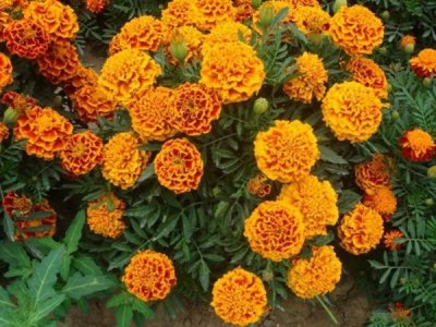 進口草花種子多少錢？