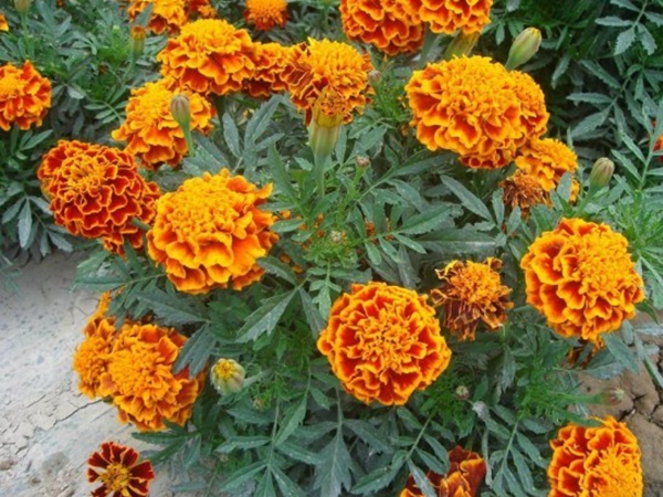萬壽菊2.jpg
