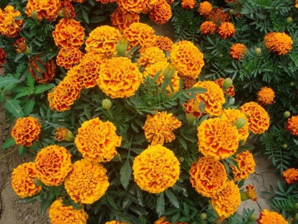 萬壽菊3.jpg