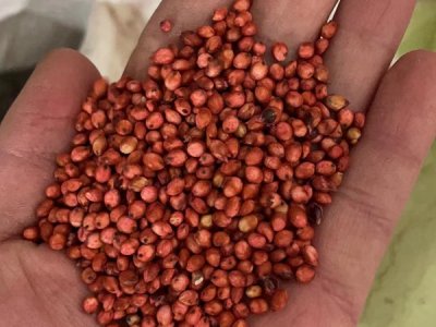 養羊甜高粱牧草種子批發