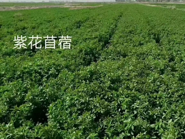 1672302573665275.jpg 紫花苜蓿14.jpg