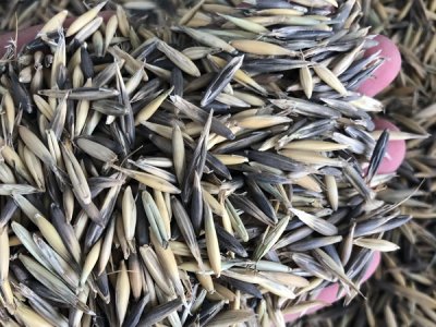 牧草種子批發價格范圍