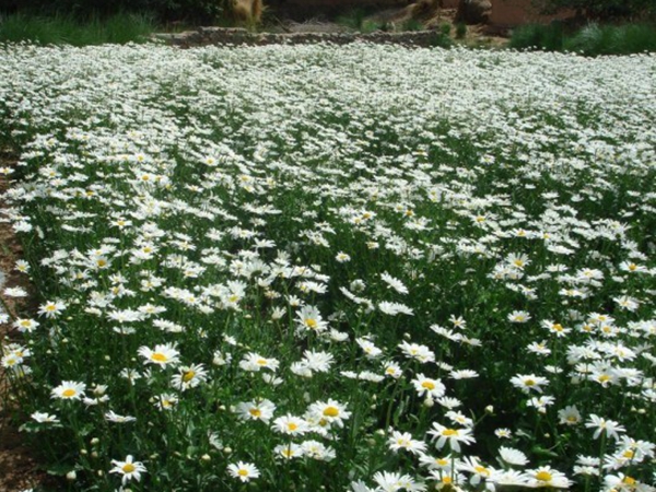 大濱菊10.jpg