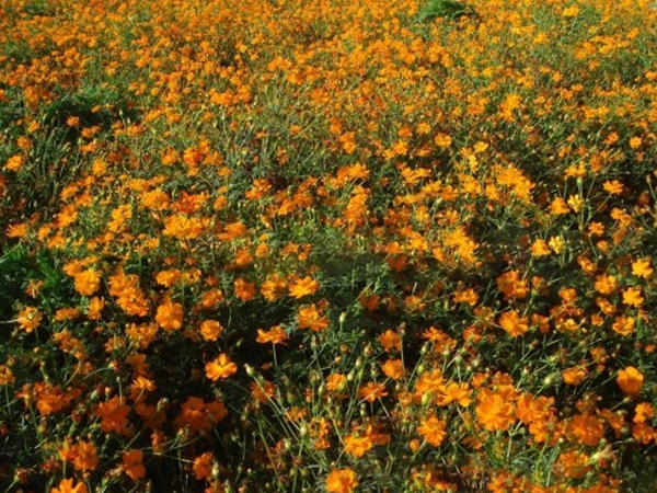 硫華菊10.jpg