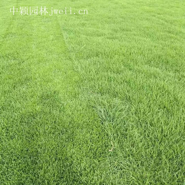 結縷草6_副本.jpg