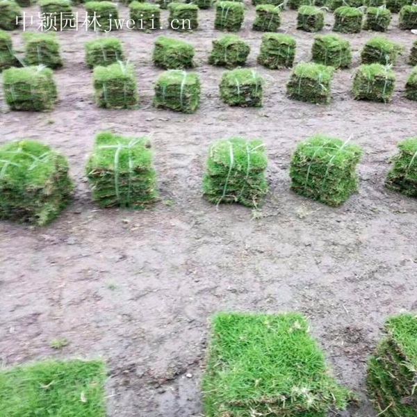 結縷草7_副本.jpg
