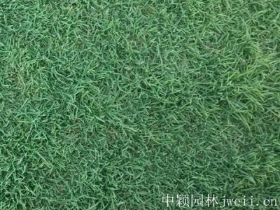 貴州綠化用草花種子哪里有？