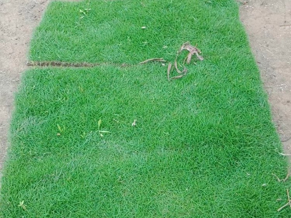 馬尼拉草坪3.jpg