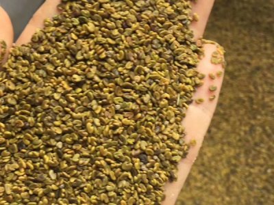 綠肥草籽可以榨油嗎？