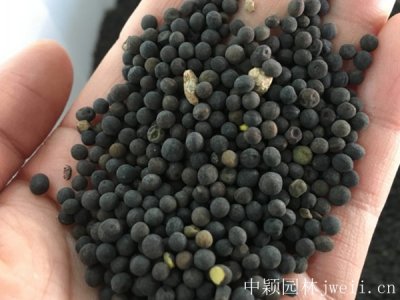 綠肥草籽多少錢一斤？