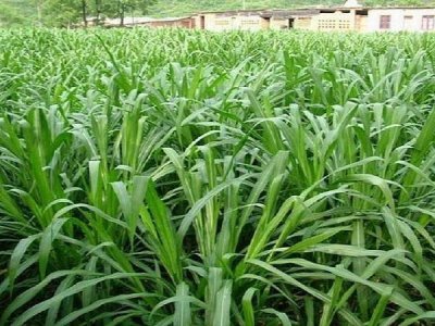 綠肥草籽可以喂牛嗎？