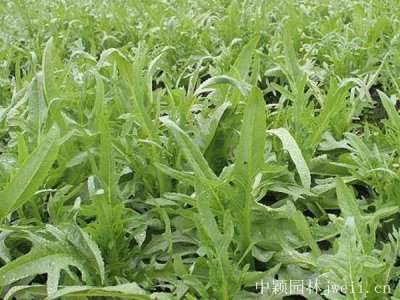 100只羊要種幾畝牧草呢？