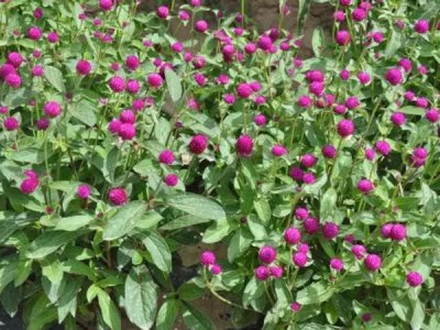草花種子播種后可以打封閉嗎？