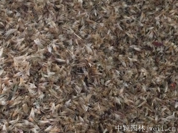 1675750162667219.jpg 天人菊2.jpg