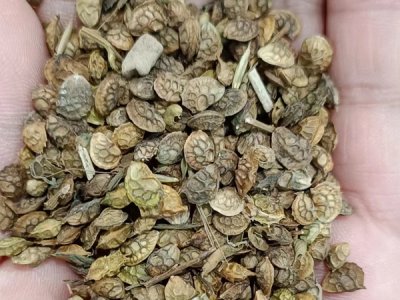 草花種子價格批發