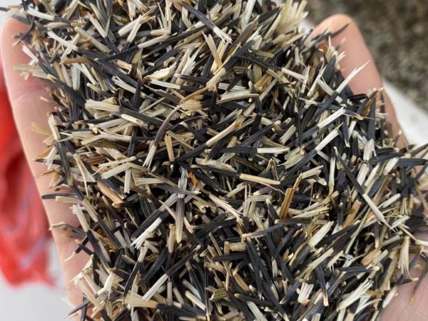 1675752187973706.jpg 硫華菊.jpg