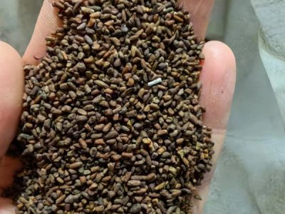 草花種子發芽了要曬太陽嗎？
