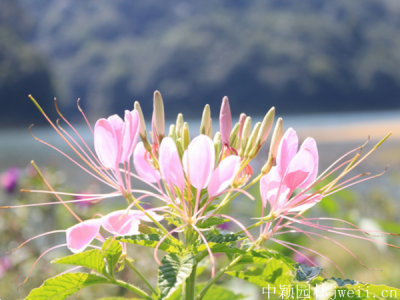 大面積草花種子播種方式