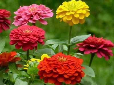 播草花種子多少錢每平方？