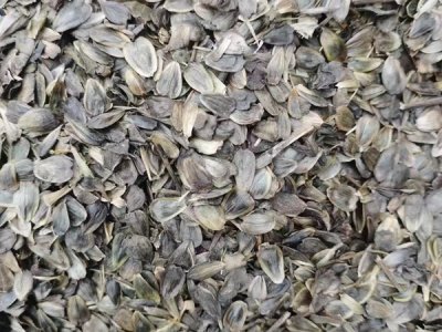 重慶草花種子多少錢？