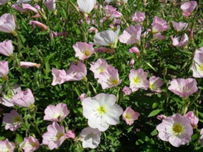 春天散播草花種子