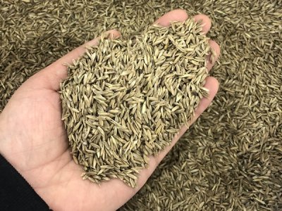 草坪種子種苗費用情況