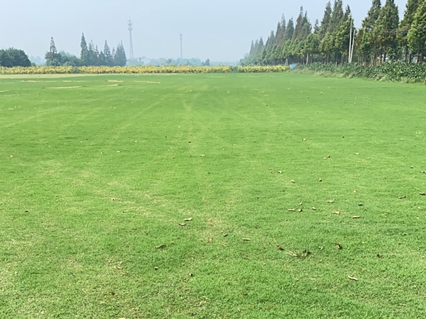 草坪020.jpg