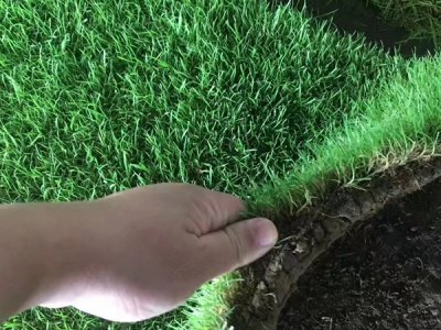地毯草籽在南方容易發芽嗎？
