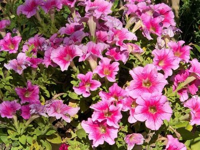 草花種子播種今日行情