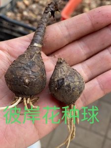 草花種子放多長時間就不發芽