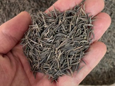 草花種子什么品種最好？