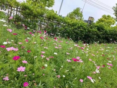 適合7月播種的庭院草花種子