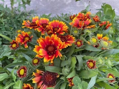 夏季草花種子怎么種？