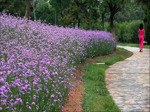 柳葉馬鞭草23.jpg