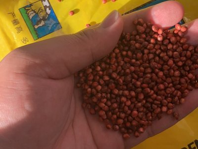 最近牧草甜高粱種子多少錢一斤？