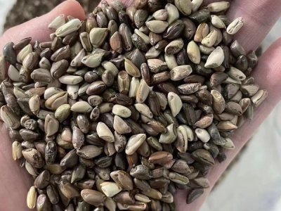 養牛牧草種子多少錢一斤？