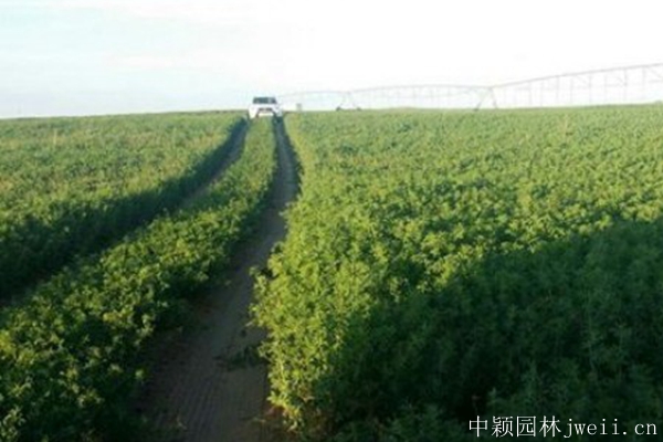 1676292962298270.jpg 沙打旺種子7.jpg