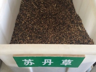 蘇丹草幾月份種？