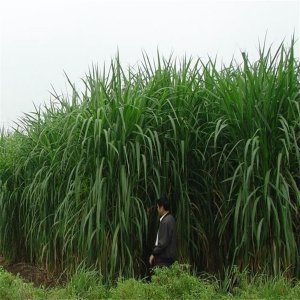 甜高粱牧草種植技術