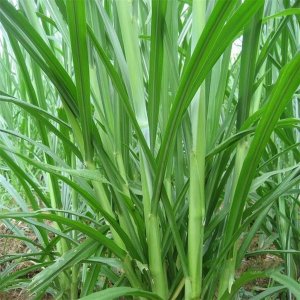 甜高粱牧草多少錢一噸？